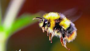 Donegal County Council committed to pollinators