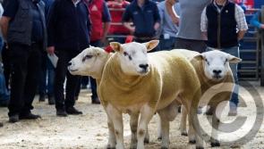 GALLERY: Top  quality livestock at Donegal Texel Sheep Breeders Sale 