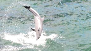 Dolphins put on a show at Muckross