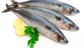 20% cut in Mackerel Quota for 2019 to prove costly for Donegal and north west fishermen
