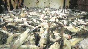 Fishing vessel owners sign scheme to adjust their businesses post-Brexit