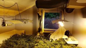Gardaí seize cannabis plants worth  an estimated €400,000 in Donegal