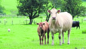 Big boost for Donegal beef farmers on the cards
