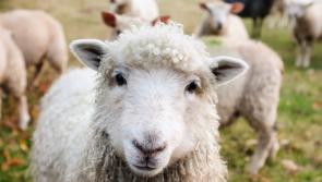 Donegal yarns to play important role  in major new review of wool markets