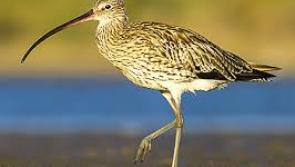 Donegal one of the counties where Curlews can still be found