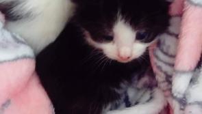 Shocking act of cruelty in Donegal highlighted as two-week old kittens are found dumped in a bin