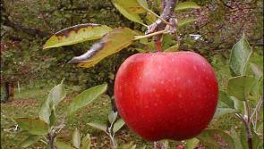 Kinlough Cllr Justin Warnock wants drive-by apple orchard 