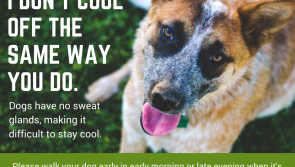ISPCA issues advice on keeping your pets safe in hot weather 