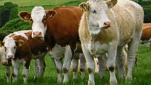 Donegal TD says new Mercosur impact assessment vital given Brexit uncertainty