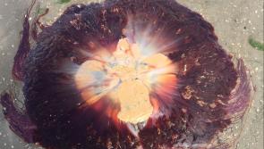 National: Irish Coastguard warning after number of 'painful stings' from Lion's Mane jellyfish 