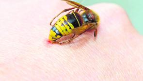 Donegal pharmacy sees remarkable increase in enquiries about stings, wasp stings in particular