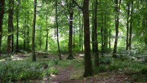 Walk together for the third successive Alzheimer’s Memory Walk this Sunday