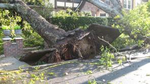Health and Safety Authority warns on danger posed by fallen trees after Storm Lorenzo