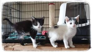 Cruel kitten dumping epidemic in Donegal
