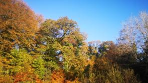 Sunny autumnal Sunday but wrap up well
