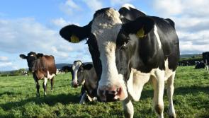 Minister must convene Beef Market Taskforce at once – McConalogue

