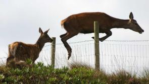 Donegal's motorists urged to be vigilant during deer breeding season