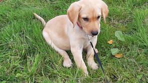 Donegal dog owners: how are your pets really ageing?