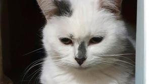 Donegal Animals In Need -  Homeless animals are having a particularly hard time 
