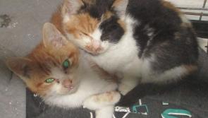 No end in sight to Donegal kitten season this year - Animals in Need