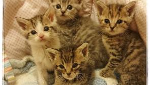 Donegal Animal charity makes heartfelt appeal over giving pets for Christmas 