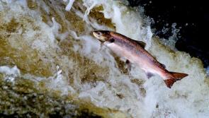 
Loughs' Agency and Donegal County Council  investigating works carried out to Donegal river
