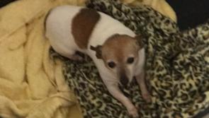 REMEMBER: No  Donegal animal rescued by Animals In Need (AIN) is a Christmas present