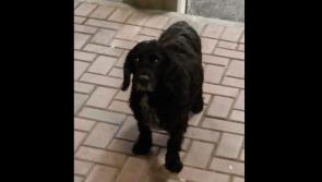 Lost dog story in Donegal has a Happy Christmas ending 