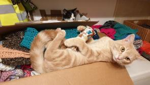 Christmas and New Year was very busy time for Donegal's Animals in Need