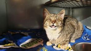 Pet's column: Donegal Spring around the corner and that means kitty season