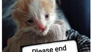 Animals In Need (AIN) have launched their 2020 Spay and Neuter Campaign