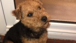 Donegal man appeals for help to find missing dog