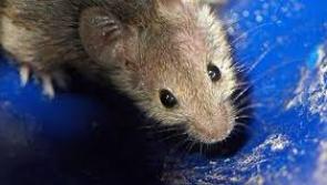 Rentokil warns Donegal businesses of change in National Rules for toxic baiting pest control

