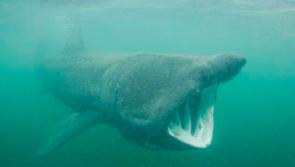 Basking Sharks off the Donegal coast have played a major part in new findings