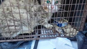 Cat was shot in the face in Lifford and speculation that a whole colony of feral cats were wiped out through poisoning in Ballintra