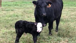 Donegal farmers urged to be particularly vigilant during spring calving