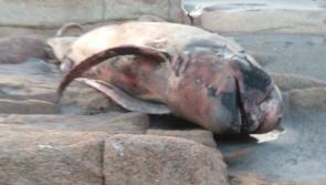 Information sought on whale which washed up on Donegal shore during recent storms