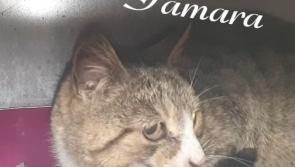 Sadness at death of Tamara the rescued cat that was featured in Donegal Post