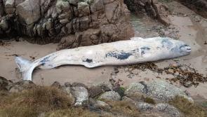 Markings on whale stranded on Donegal beach tell tale of  great battles 8, 000 feet below the surface