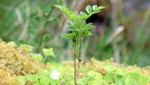 Tree week events cancelled in Donegal and elsewhere because of Covid-19