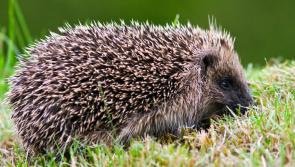 Have you seen any hedgehogs in Donegal lately? Your sightings could help provide records for the future