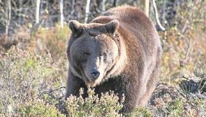 Covid-19 outbreak can't keep the wolves and bears at bay 