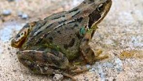 Are there any frogs left in Donegal?