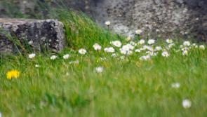 Spring is in the air in Donegal - a look at what the weather has in store for the coming days
