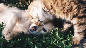 Is your beloved pet picture perfect?  ISPCA hosts photo competition during Covid-19 lockdown