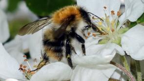 OPINION: Nature on your doorstep - a view of Donegal through the coronavirus crisis and beyond

