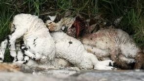 Dumped carcasses of 10 lambs in various stages of decomposition discovered in Donegal