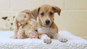 Dog owners warned about dangers of Easter chocolate this weekend 