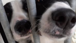 Animals in Need (AIN) was founded by a small group of like-minded people in Donegal Town