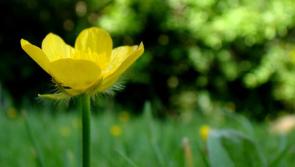 WEATHER OUTLOOK: See what's in store for Donegal on Easter Sunday and the week ahead